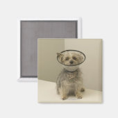 Aimant Chien Terrier portant un collier de protection, gr (Recto/Verso)