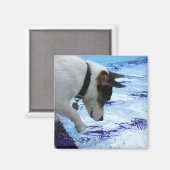 Aimant Chien touchant l'eau à la piscine (Recto/Verso)