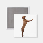 Aimant Chien Vizsla (Recto/Verso)