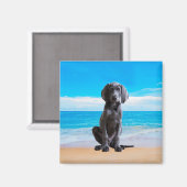 Aimant Chien Weimaraner Assis Sur La Plage (Recto/Verso)