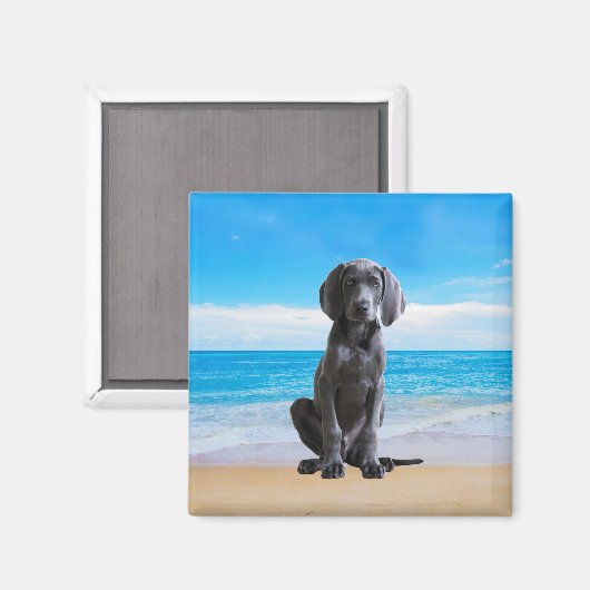 Aimant Chien Weimaraner Assis Sur La Plage (Recto/Verso)