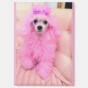 Aimant chienne caniche rose, cadeau aimant chienne
