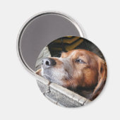 AIMANT CHIENS (Recto/Verso)