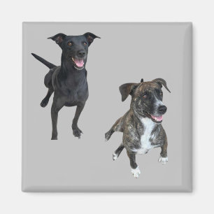 Aimant Chiens de Carlos