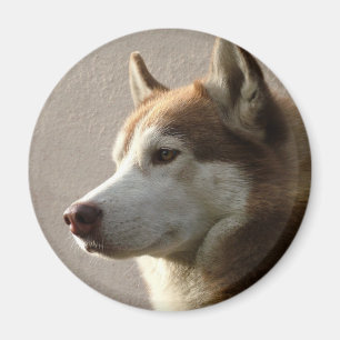 Aimant Chiens de chien de traîneau sibérien