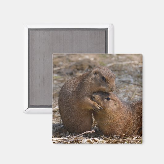 Aimant Chiens des Prairies à queue noire (Recto/Verso)