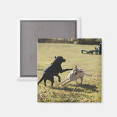 Aimant Chiens jouant (Recto/Verso)