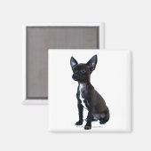 Aimant Chihuahua (Recto/Verso)