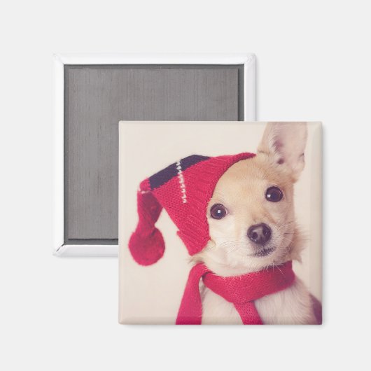 Aimant Chihuahua (Recto/Verso)