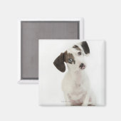 Aimant Chihuahua, chiot femelle Dachshund (Recto/Verso)