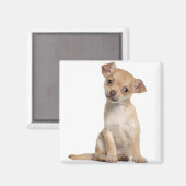 Aimant Chihuahua chippy (2 mois) (Recto/Verso)