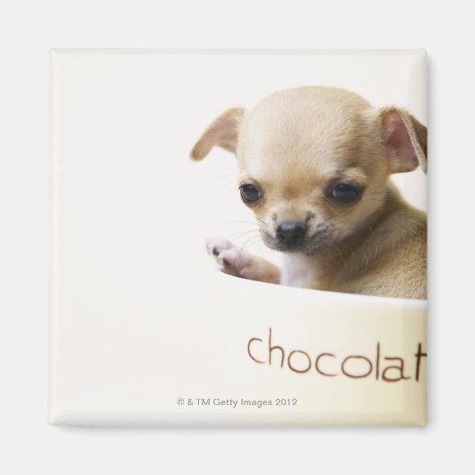 Aimant Chihuahua chippy en bol (haché) (Devant)