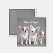 Aimant Chihuahua Chiuppies Poster pour photo (Recto/Verso)