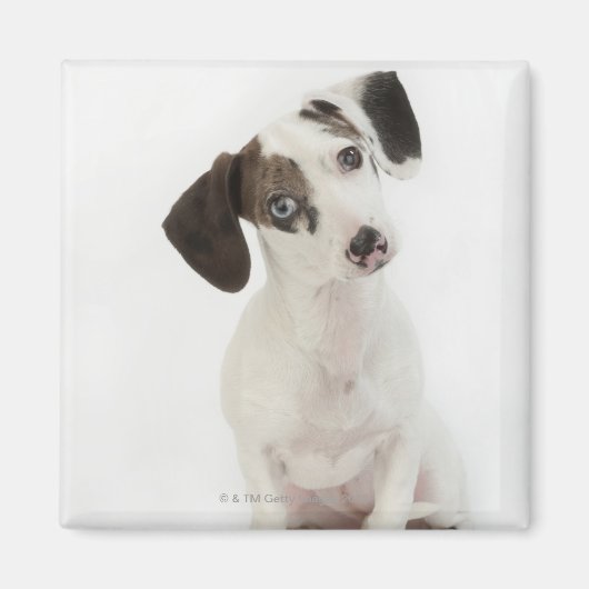 Aimant Chihuahua/Dachshund, chiot, levrette (Devant)