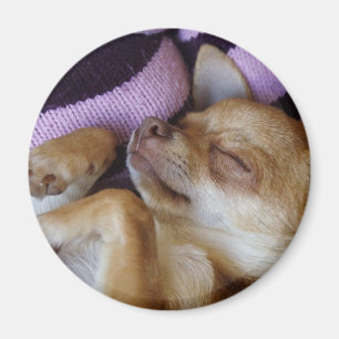 Aimant Chihuahua endormi
