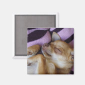 Aimant Chihuahua endormi (Recto/Verso)