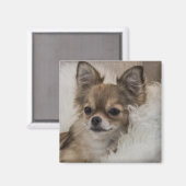 Aimant Chihuahua gâté se relaxant (Recto/Verso)