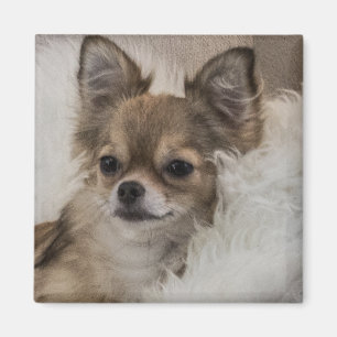 Aimant Chihuahua gâté se relaxant