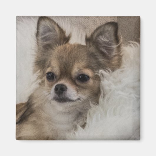 Aimant Chihuahua gâté se relaxant (Devant)