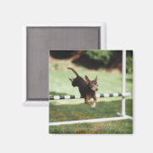 Aimant Chihuahua Jumping (Recto/Verso)