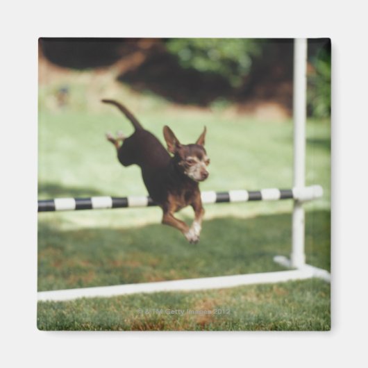 Aimant Chihuahua Jumping (Devant)