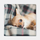 Aimant Chihuahua mignon et souriant sur couverture (Devant)