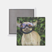Aimant Chihuahua portant des lunettes (Recto/Verso)