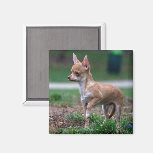 Aimant Chihuahua Puppy (Recto/Verso)