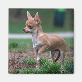 Aimant Chihuahua Puppy (Devant)