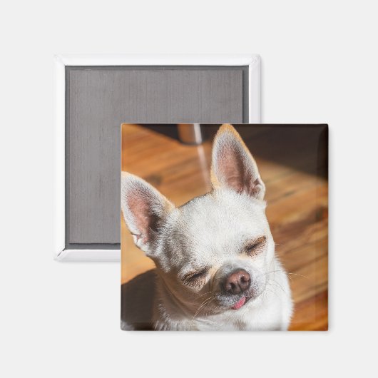 Aimant Chihuahua somnolent squint langue détendue dehors  (Recto/Verso)