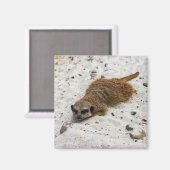 Aimant Chillin' Meerkat (Recto/Verso)