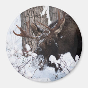 Aimant Chilly Moose