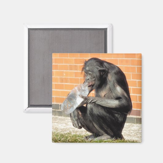 AIMANT CHIMP CUIT (Recto/Verso)