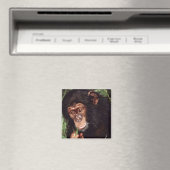 Aimant Chimpansee (In Situ (Lave-vaisselle))