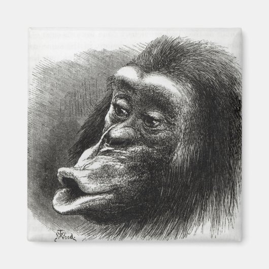 Aimant Chimpanzé déçu et Sulky (Devant)