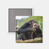 Aimant Chimpanzé sur la planche et manger un écorce postc (Recto/Verso)