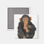 Aimant Chimpanzé (troglodytes paniques) (Recto/Verso)
