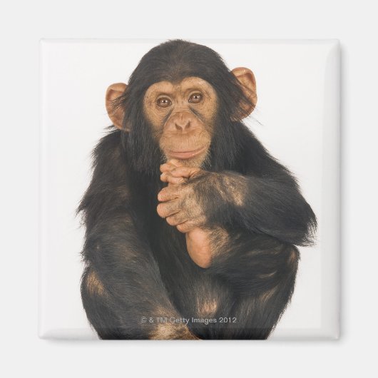 Aimant Chimpanzé (troglodytes paniques) (Devant)