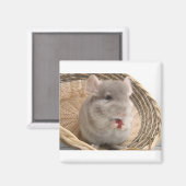 Aimant chinchilla (Recto/Verso)