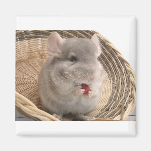 Aimant chinchilla (Devant)