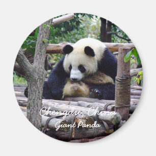 Aimant Chine, Chengdu, Panda géant (Magnet)