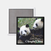 Aimant Chine, Chengdu, Pandas géants (aimant) (Recto/Verso)