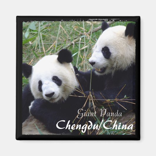 Aimant Chine, Chengdu, Pandas géants (aimant) (Devant)