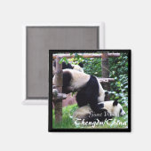 Aimant Chine, Chengdu, Pandas géants II (aimant) (Recto/Verso)