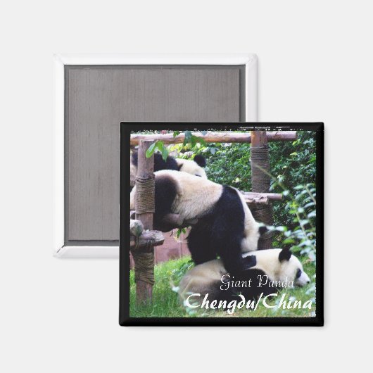 Aimant Chine, Chengdu, Pandas géants II (aimant) (Recto/Verso)