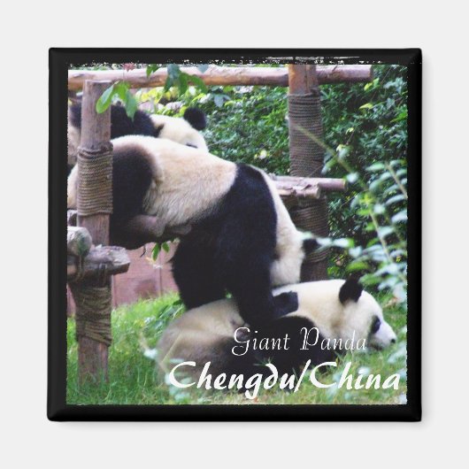 Aimant Chine, Chengdu, Pandas géants II (aimant) (Devant)