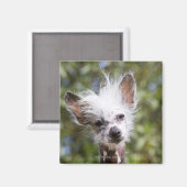 AIMANT CHINOIS CRESTED CHIEN (SANS CHEVEUX) (Recto/Verso)