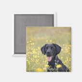 Aimant Chiot 16 mois 2 (Recto/Verso)