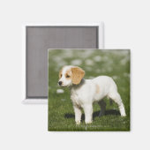 Aimant Chiot 3 (Recto/Verso)