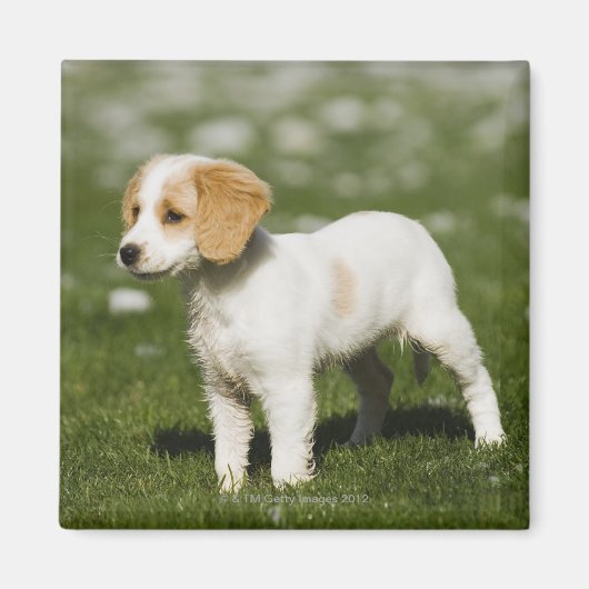 Aimant Chiot 3 (Devant)